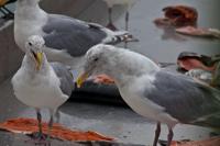 Seagull at Valdez Fishermen Harbor